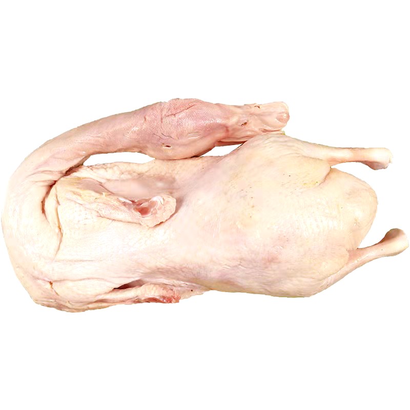 Duck 1pc