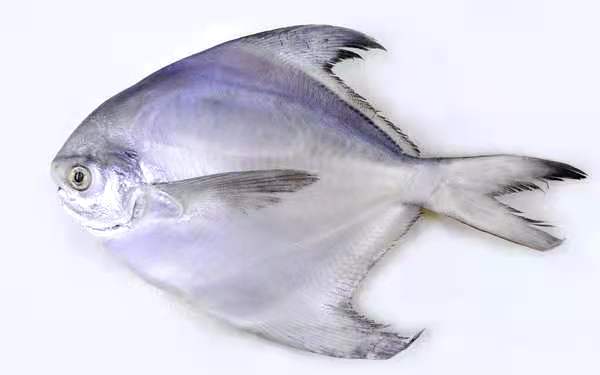 Fresh Pomfret 1KG