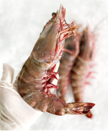 Wild Tiger Prawn             （per kg）