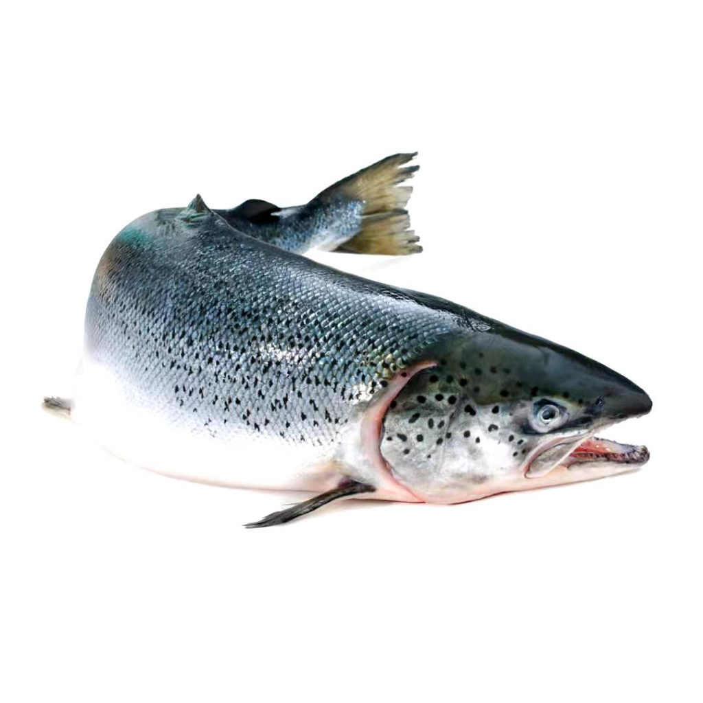 新鲜大三文鱼 1KG