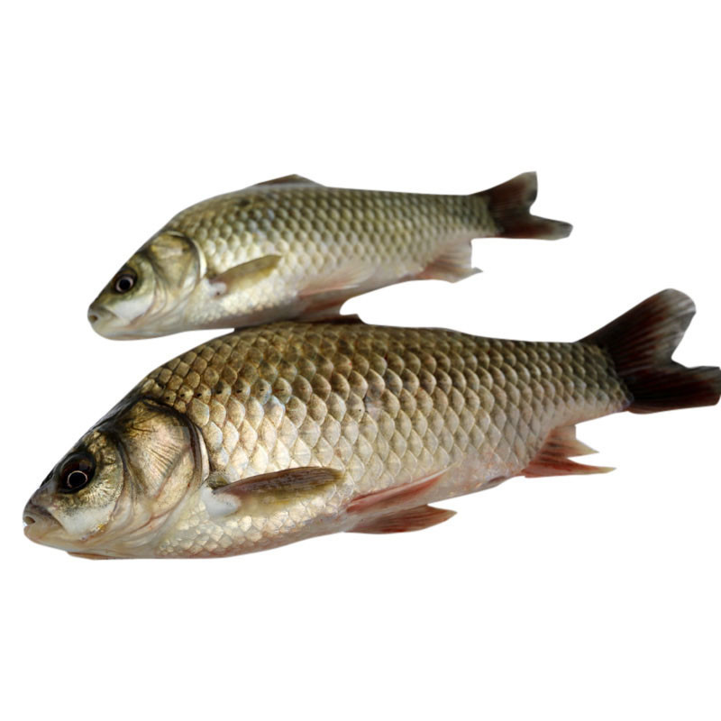 Crucian