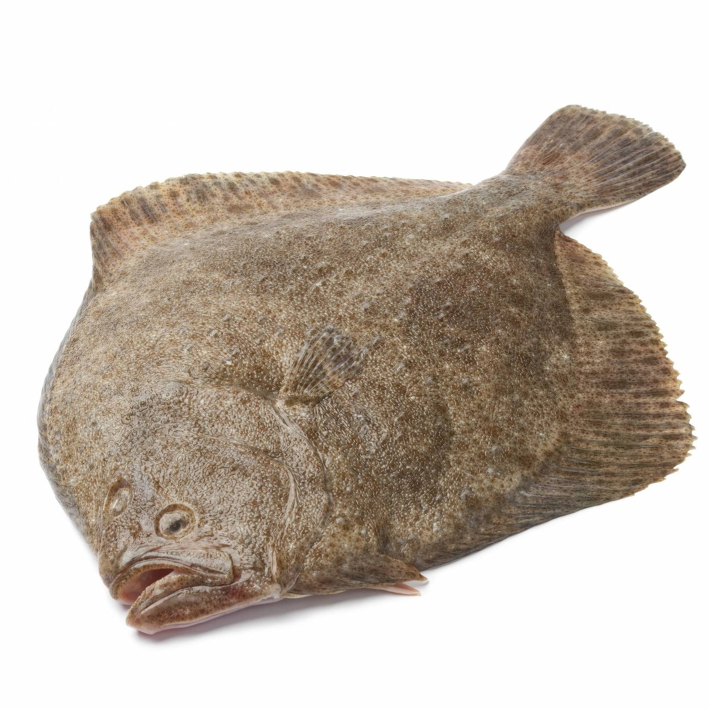新鲜多宝鱼1kg
