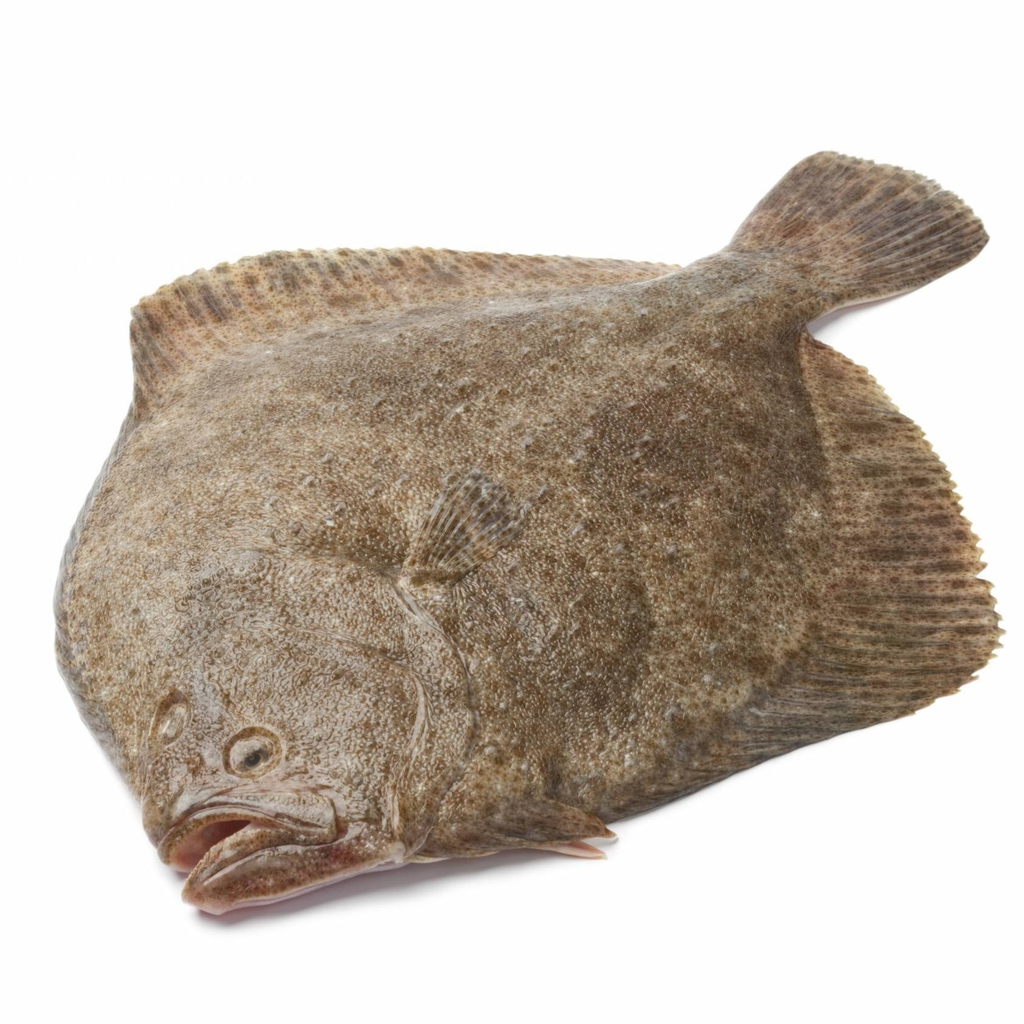 Fresh Turbot 1kg