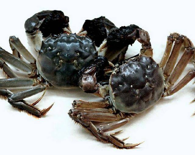 Hairy Crab