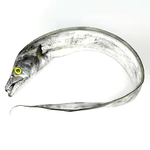 Ribbonfish