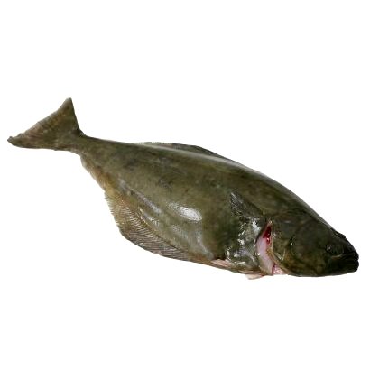 Halibut Fish 