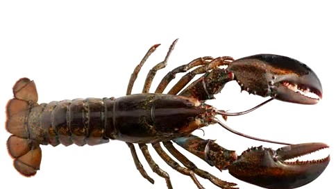Fresh Scottish Lobster 1kg