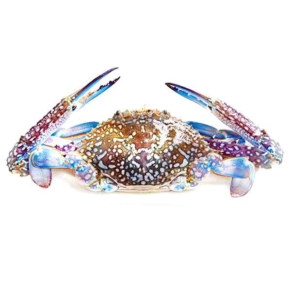 Fresh Blue Crab 1kg