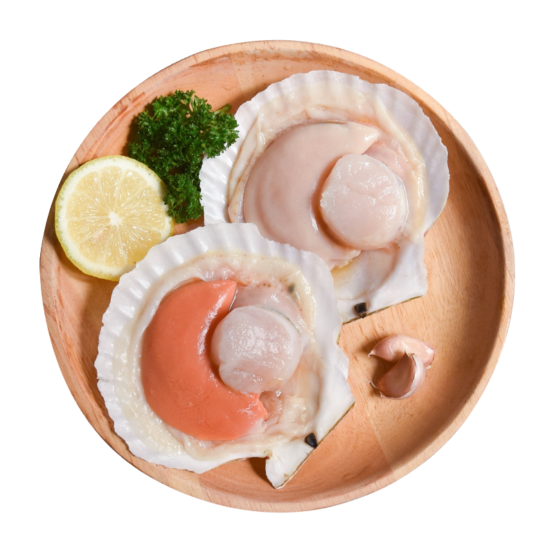 Fresh Whole Shell Scallops