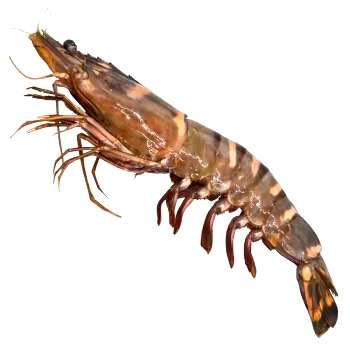 Wild Black Tiger Prawn 1kg