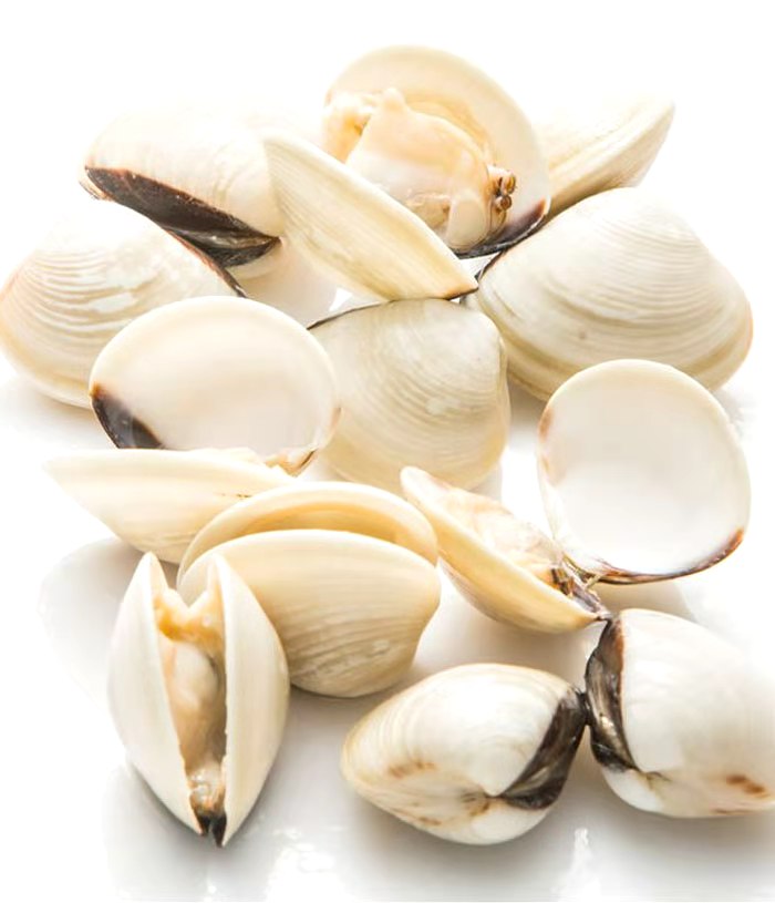 Fresh White Clams 1kg