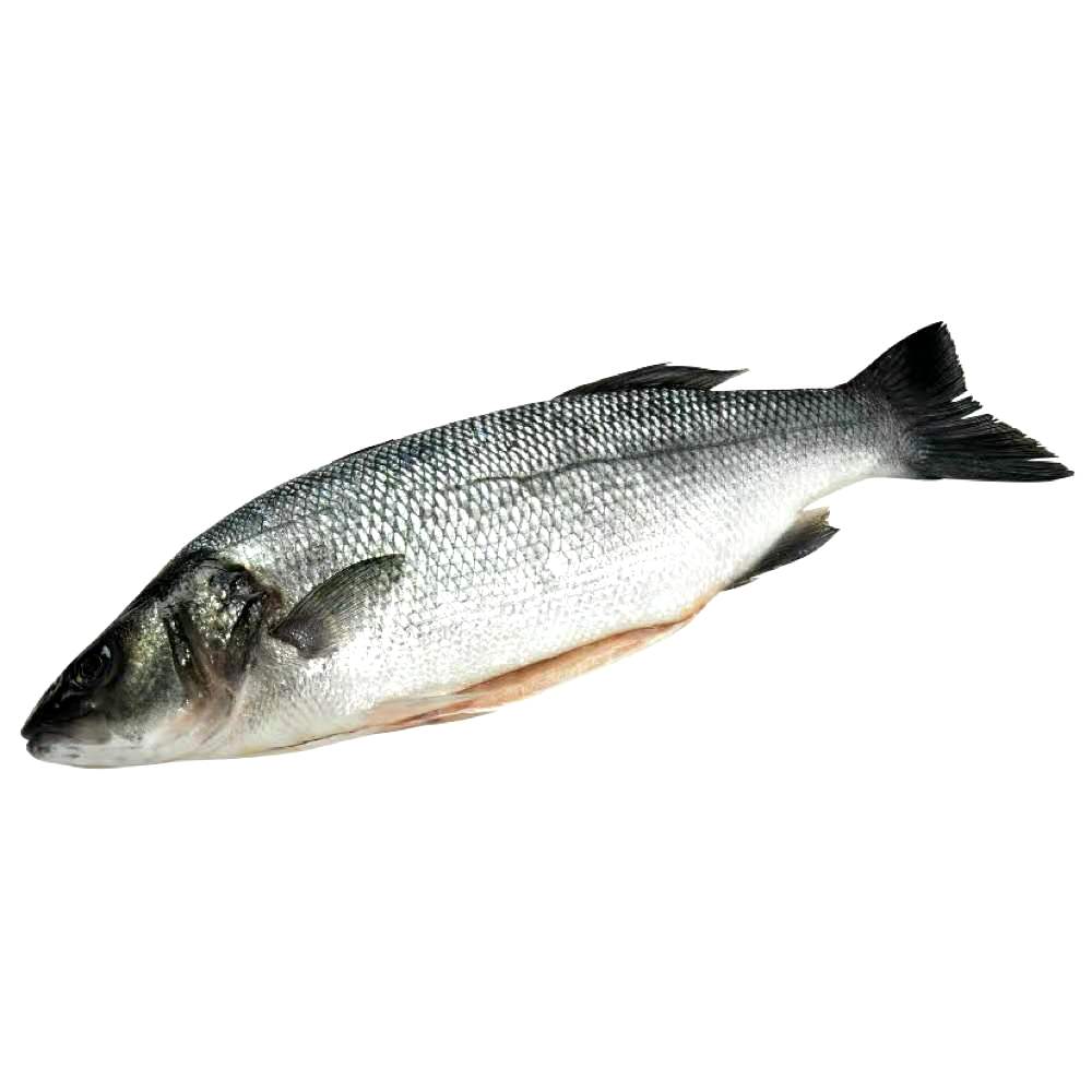 Fresh Seabass