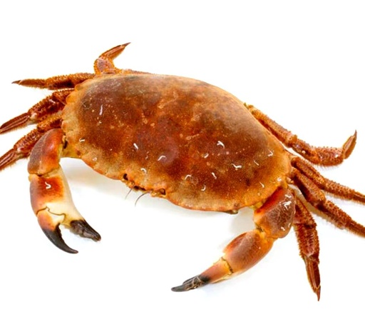 Fresh Scottish Crab 1kg