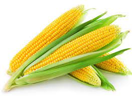 Fresh Corn (Each)