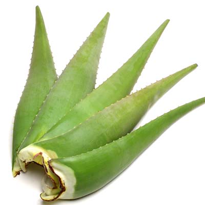 Aloe Vera Leaves