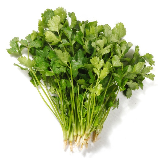 Coriander