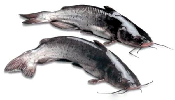 ASEAN SEAS冷冻已清理的整条黄鲶鱼900G