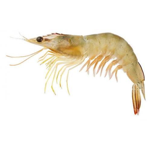 PRAWN 48/KG