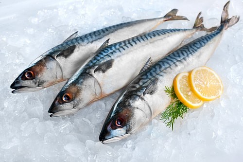 新鲜马鲛鱼1KG