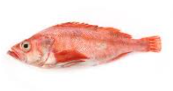 Fresh Red Grouper 1KG