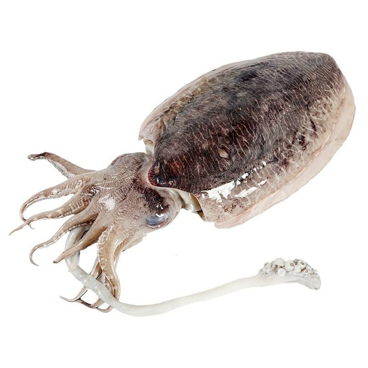 Fresh Cuttlefish 1KG