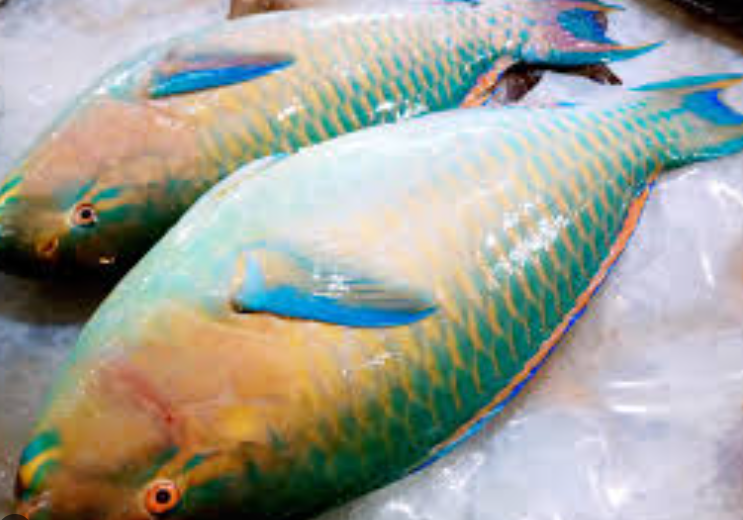 Fresh Parrot Fish 1KG