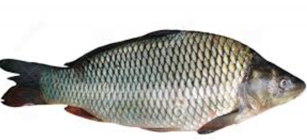 新鲜鲤鱼1KG