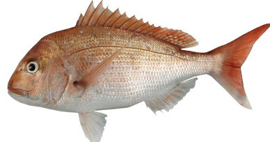 Fresh Red Snapper 1KG
