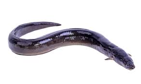 Fresh Water Eel 1KG