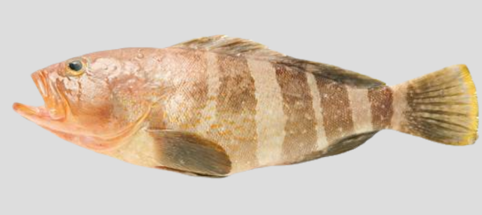 Fresh Yellow Grouper 1KG