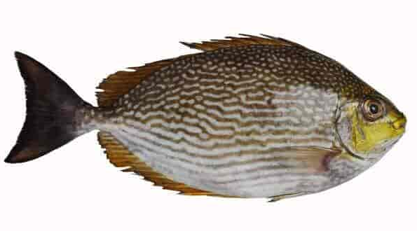 Fresh Rabbit fish 1KG