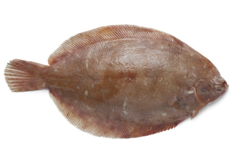 鳎鱼/龙利鱼1KG