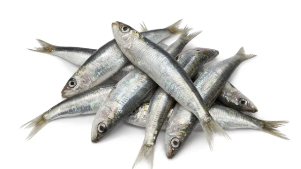 Fresh Sardine 1KG