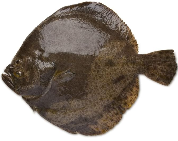 Fresh Wild Turbot 1KG