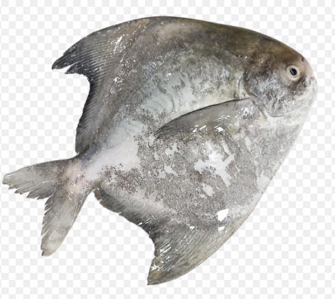 Fresh Wild Ponfret 1KG