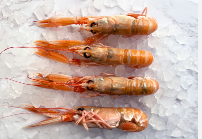 Fresh Live Scampi 1KG