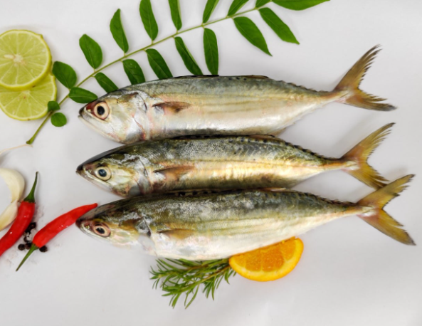 新鲜印度鲹鱼1KG
