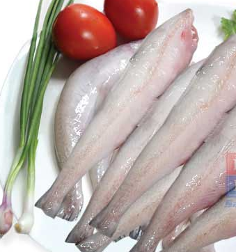 新鲜豆腐鱼/龙头鱼/九肚鱼1KG