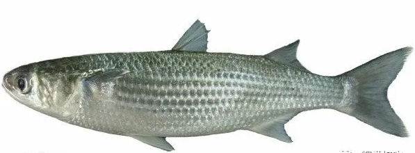 新鲜黑鲻鱼/乌鱼1KG